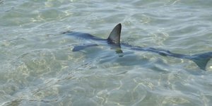 Καρχαρίας σε παραλία της Κρήτης /Φωτογραφία Ομάδα του facebook Ψαροντούφεκο Ελλαδα - Spearfishing Hellas