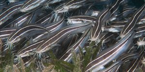 Δεν πρέπει να καταναλώνεται