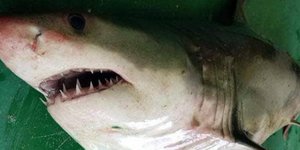 Φωτογραφία Παναγιώτης Παπαχρήστου