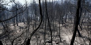 Το καμένα δάσος στα Ψαχνά της Εύβοιας- φωτογραφία intimenews