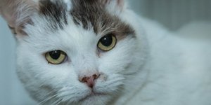 Ο Θίο (Φωτογραφία: NATIONAL CAT OF THE YEAR AWARDS)