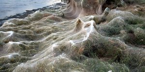 Πέπλο με αράχνες στο Αιτωλικό/ Φωτογραφία: agrinionews.gr