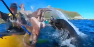 Το viral video με το χταπόδι/ Φωτογραφία: You Tube