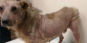 Ο Πλούτο βρέθηκε εγκαταλελειμμένος και θα πέθαινε από ασιτία. Φωτογραφία: Facebook 