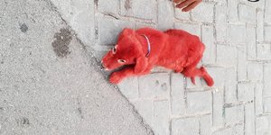 Το άτυχο σκυλί που είχε βαφτεί με βαφή μαλλιών. Φωτογραφία: Facebook