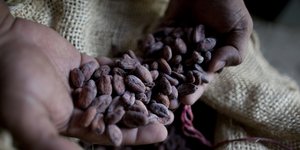 Πριν από 5.400 χρόνια καλλιεργήθηκε το πρώτο κακαόδεντρο/ Φωτογραφία: AP- Ariana Cubillos