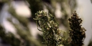 Ινδική κάνναβη /Φωτογραφία Αρχείου: Ιntime News-Λιάκος Γιάννης