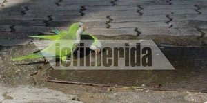 Παπαγαλάκια στοπ κέντρο της Αθήνας