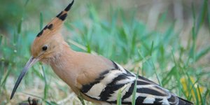 Ο τσαλαπετεινός αποτελεί μία από τις χαρακτηριστικότερες «φιγούρες» της ελληνικής ορνιθοπανίδας / Φωτογραφία: ΑΝΤΩΝΗΣ ΝΙΚΟΛΟΠΟΥΛΟΣ/EUROKINISSI