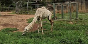 Η καμήλα στο ζωολογικό πάρκο της Νιγηρίας. Φωτογραφία: Twitter 