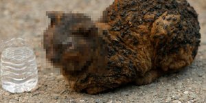 Απανθρακωμένη γάτα στην Καλιφόρνια