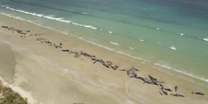 Nεκρά δελφίνια