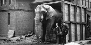 O Τζάμπο λέγεται ότι ήταν ο μεγαλύτερος ελέφαντας της εποχής του (Φωτογραφία: Public Domain/via The Telegraph)