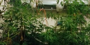 Κάνναβη/Φωτογραφία: Eurokinissi