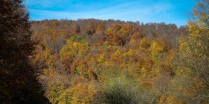 Δασική έκταση/Φωτογραφία: Eurokinissi