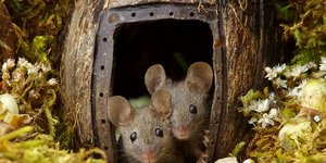 Οι κάτοικοι του... ποντικοχωριού! / Φωτογραφία: Facebook