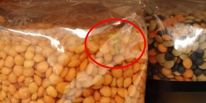 Σκουλήκι σε όσπρια/ Φωτογραφία: cretapost.gr