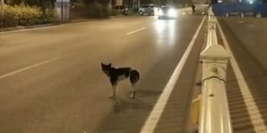 Σκύλος εδώ και 80 μέρες περιμένει στο ίδιο σημείο