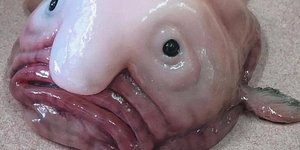 Ένα πραγματικά άσχημο ψάρι. Φωτογραφία: Instagram 