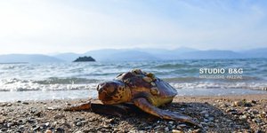 Νεκρή θαλάσσια χελώνα στο Ναύπλιο