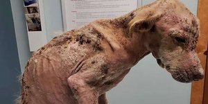 Το εγκαταλελειμμένο Labrador. Φωτογραφία: Facebook