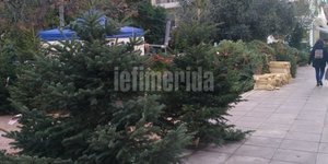 Φυσικό έλατο που πωλείται στην περιοχή του Χίλτον / Φωτογραφία: iefimerida.gr