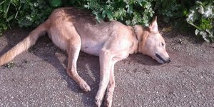 Ενα από τα σκυλιά που θανατώθηκαν / Φωτογραφία: Facebook