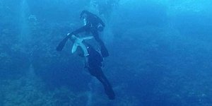 Καρχαρίας επιτίθεται σε δύτη