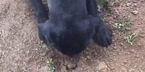 Λαμπραντόρ σκάβει το έδαφος για να βρει το πεθαμένο της κουτάβι