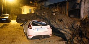 Το γέρικο δέντρο έκανε... θρύψαλα το αυτοκίνητο/ Φωτογραφία: itvpetra
