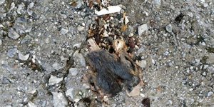 Η καταγγελία και τα ντοκουμέντα σοκάρουν το νησί / Φωτογραφία: Lesvonews.net