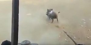 Ο ταύρος τίναζε σαν άψυχη κούκλα στον αέρα τον άτυχο άνδρα (Φωτογραφία: YouTube)