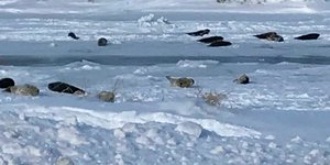 Φώκιες κάνουν βόλτα σε χωριό του Καναδά (Φωτογραφία: Twitter)