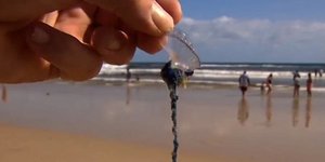 Oρδές μεδουσών bluebottle σκόρπισαν τον τρόμο σε παραλίες του Κουίνσλαντ (Φωτογραφία: Seven News)