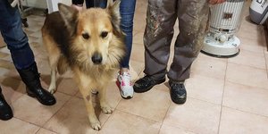 Υιοθετήθηκε ο σκύλος της δολοφονημένης Αγγελικής Πέτρου στην Κέρκυρα(Φωτογραφία: Facebook)