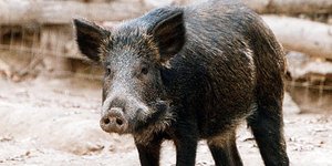 Εχει αυξηθεί πλέον ο αριθμός των αγριογούρουνων