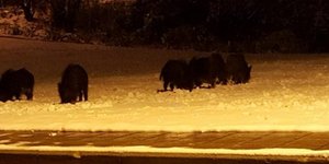 Αγριογούρουνα κάνουν... βόλτες στη Θεσσαλονίκη (Φωτο: kozanimedia.gr)