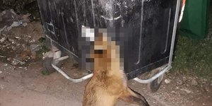 Η τραγική εικόνα που αντίκρισαν κάτοικοι των Ψαχνών / Φωτογραφία: psaxna.gr