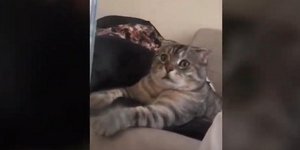 Η τρομαγμένη γάτα. Φωτογραφία: YouTube