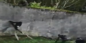 Ένα σπασμένο κλαδί ήταν αρκετό για τους χιμπατζήδες (Φωτογραφία: YouTube)