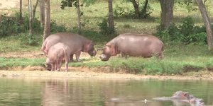 Οι τέσσερις ιπποπόταμοι που είχε φέρει λαθραία ο Εσκομπάρ έφθασαν τώρα τους 50! (Φωτογραφία: YouTube)
