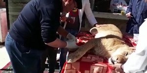 Εβγαλαν τα νύχια του ζώου με πένσα. Φωτογραφία: YouTube
