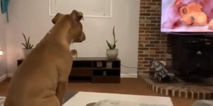 Η Λούνα παρακολουθώντας τον «Βασιλιά των Λιονταριών». Φωτογραφία: Facebook