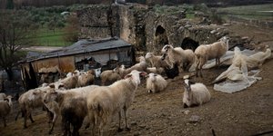 Γρεβενά: Βγάζουν σε ηλεκτρονικό πλειστηριασμό… 200 πρόβατα /Φωτογραφία: Εurokinissi