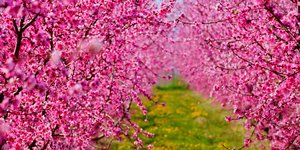 Ανθισμένες ροδακινιές