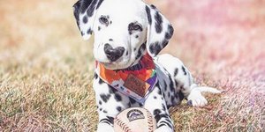 Ο Γουίλεϊ με την μύτη σε σχήμα καρδιάς. Φωτογραφία: Instagram 