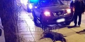 Αγριογούρουνο έκανε βόλτες στη Λαμία/ Φωτογραφία: ilamia