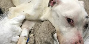 Ο αποστεωμένος Ερικ