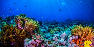 Κοραλλιογενής ύφαλος (Φωτο αρχείου: Shutterstock)