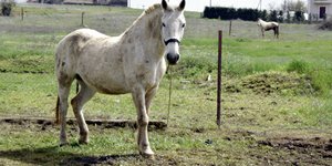 Λευκό άλογο σε κτήμα